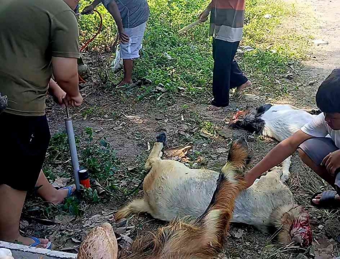 Pemompaan kambing yang baru selesai disembelih (Dokumentasi pribadi: Isti Yogiswandani)