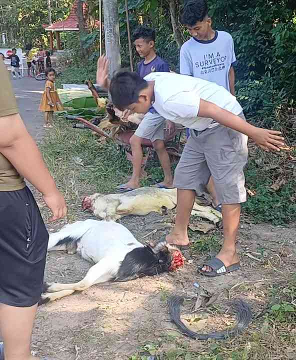 Kambing yang baru saja disembelih (Dokumentasi pribadi: Isti Yogiswandani)