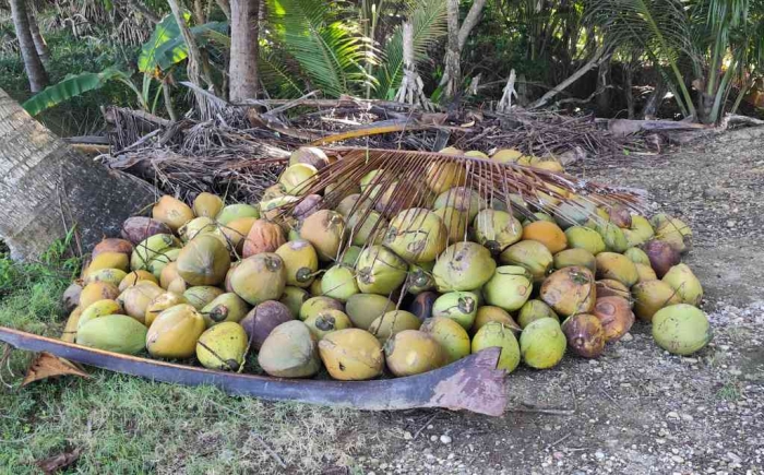 Degan banyak dijual di warung sederhana Pantai Pidakan (dokumen pribadi)