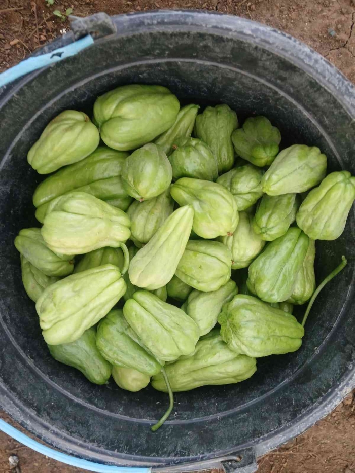 Panen labu/dokpri
