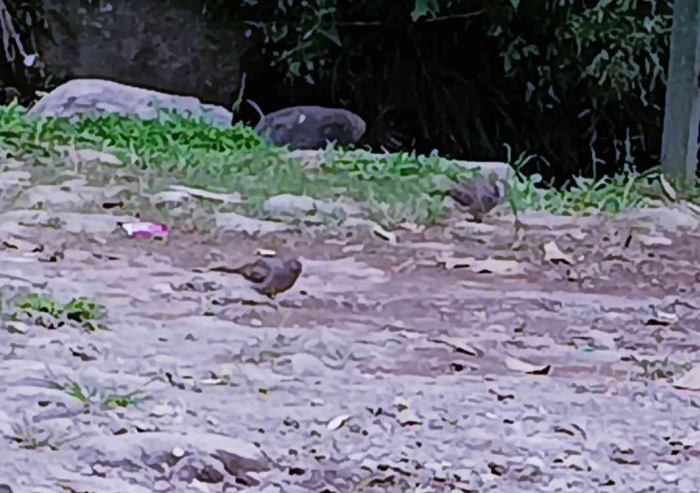 Dua ekor burung asyik bermain di depan tenda di pinggir sungai (Dokumentasi pribadi: Isti Yogiswandani)