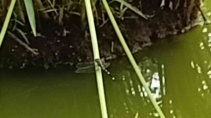 Capung di kolam ikan. Sumber dokpri