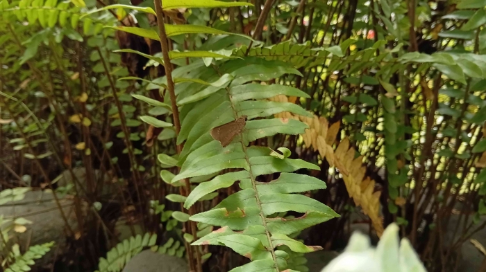 Kupu-kupu di Kebun Kepik. Sumber dokpri