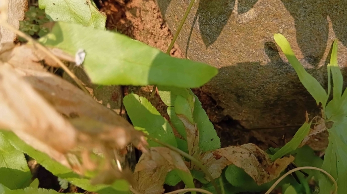Belalang hijau kecil menyerupai daun . Sumber dokpri