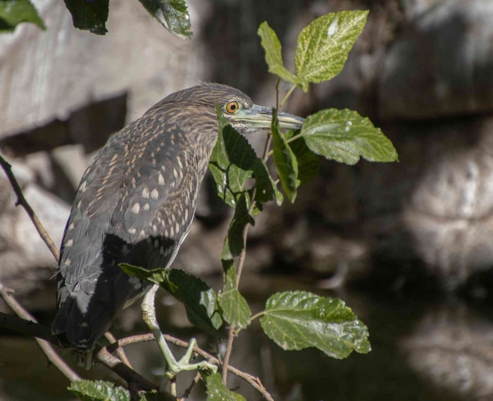 Burung kowak malam. Gambar oleh Lancier dari Pixabay