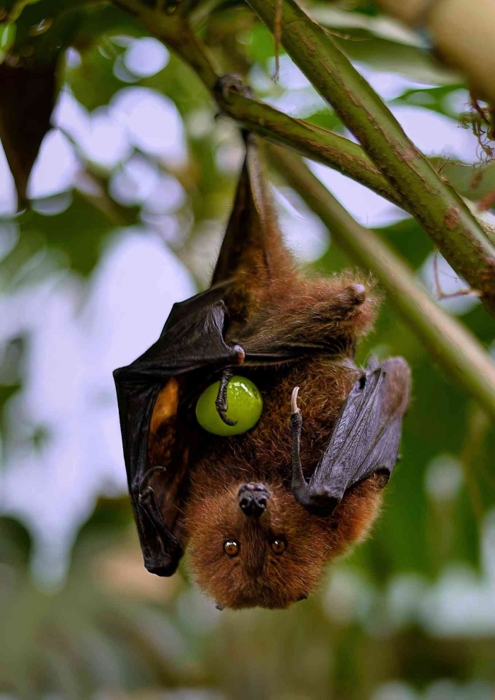 Kelelawar. Gambar oleh ambquinn dari Pixabay