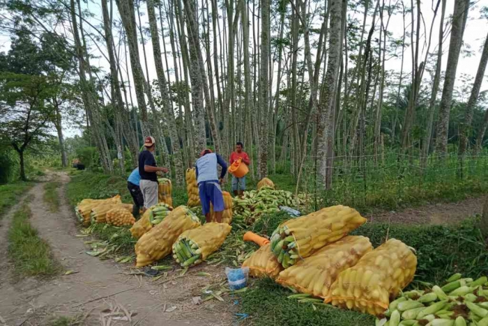 Panen jagung manis. (Dokumen pribadi)