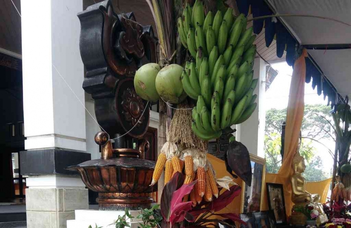Jagung bukan sekedar hiasan tenda perkawinan. (Dokumen pribadi)