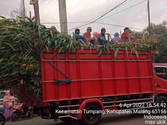 Tebon terpaksa ditebang dan dijual untuk pakan ternak. (Dokumen pribadi)