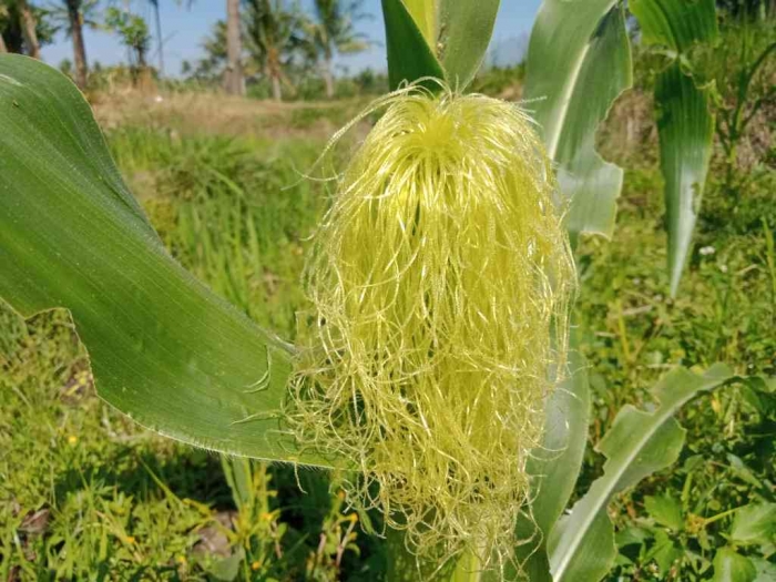 Sinuwun nama bunga jagung. (Dokumen pribadi (