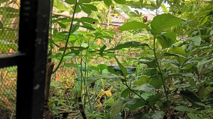 Kebun singkong di belakang rumah kakak di Cibinong. Foto dokpri.