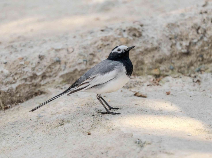 Burung Kacer masih adsvdi alam bebas. Gambar oleh balouriarajesh dari Pixabay