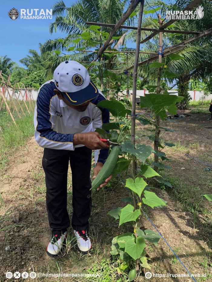 Panen Timun diarea SAE Rutan Pasangkayu