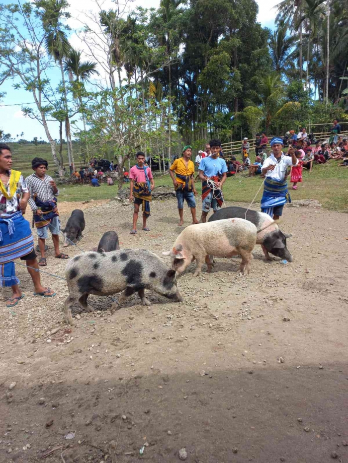 (babi yang dibawa oleh para pelayat, dokpri)