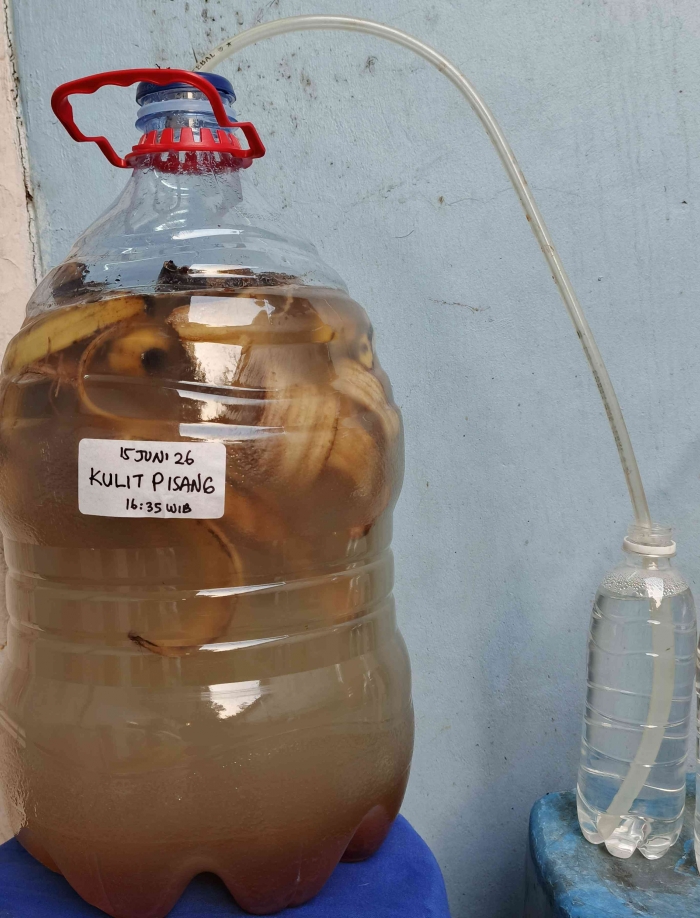 Fermentasi Kulit pisang. (Sumber foto: Jandris_Sky)