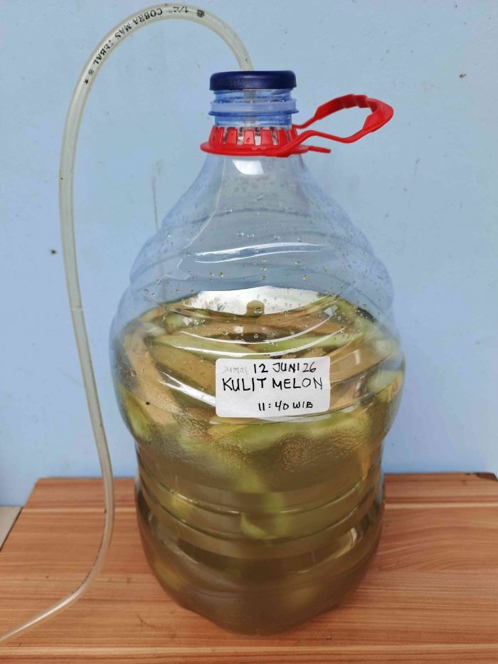 Fermentasi Limbah kulit melon. (Sumber foto: Jandris_Sky)