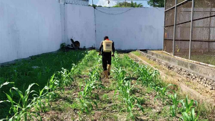 Warga binaan melakukan perawatan terhadap tanaman jagung diarea branngang diawasi petugas))