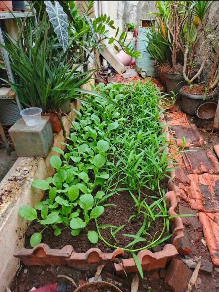 Genteng bekas disulap menjadi raised bed untuk kebun sederhana, produktif, dan ramah lingkungan. (Sumber foto: Jandris_Sky)
