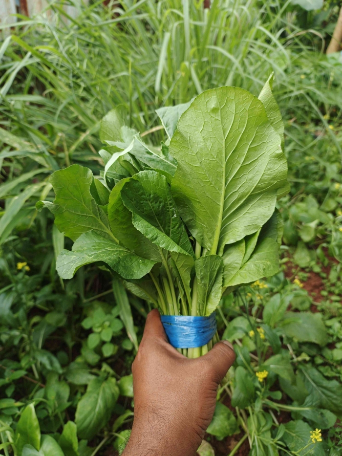 Panen sawi hijau dan segar. (Sumber foto: Jandris_Sky)