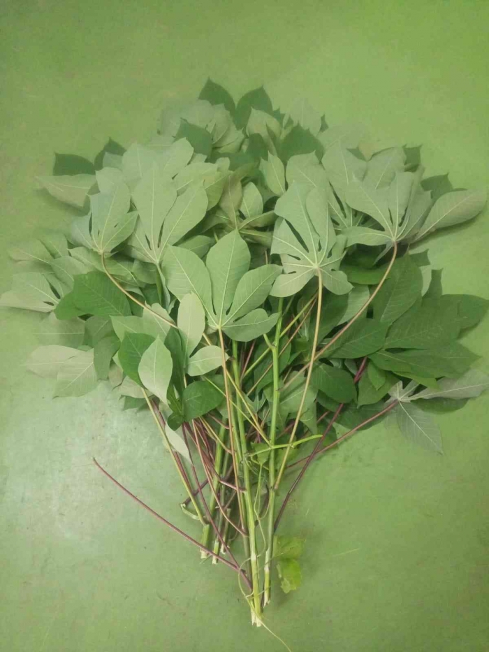 Daun Singkong. (Sumber foto: Jandris_Sky)