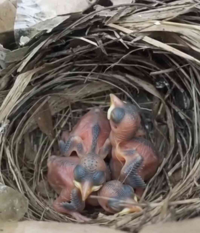 Meloloh anak burung sebagai bentuk kepedulian terhadap keberlanjutan ekosistem. (Sumber foto: Jandris_Sky)
