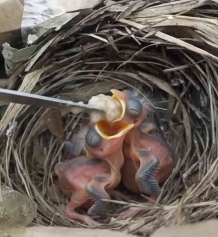 Meloloh anak burung sebagai bentuk kepedulian terhadap keberlanjutan ekosistem. (Sumber foto: Jandris_Sky)