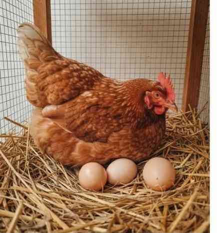 Budidaya ayam berkelanjutan, dihalaman rumah menjadi sumber protein telur dan daging. (Sumber foto: Jandris _Sky)