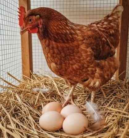 Budidaya ayam berkelanjutan, dihalaman rumah menjadi sumber protein telur dan daging. (Sumber foto: Jandris _Sky)
