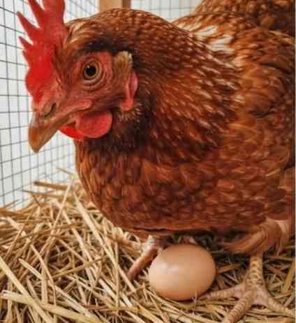 Budidaya ayam berkelanjutan, dihalaman rumah menjadi sumber protein telur dan daging. (Sumber foto: Jandris _Sky)