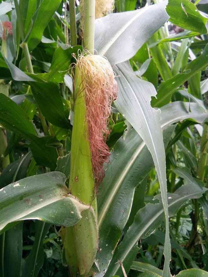 Budidaya jagung manis sebagai strategi ketahanan pangan keluarga. (Sumber foto: Jandris_Sky)