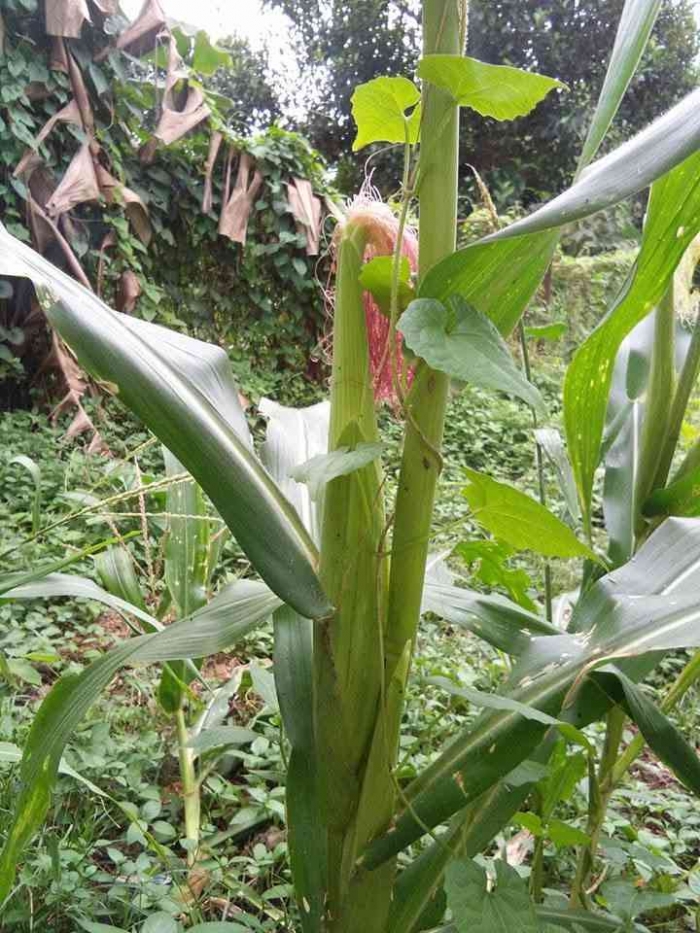 Budidaya jagung manis sebagai strategi ketahanan pangan keluarga. (Sumber foto: Jandris_Sky)