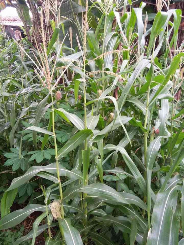Budidaya jagung manis sebagai strategi ketahanan pangan keluarga. (Sumber foto: Jandris_Sky)