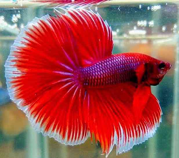 Ikan cupang. (Sumber foto: Celeste Grace/pinterest)