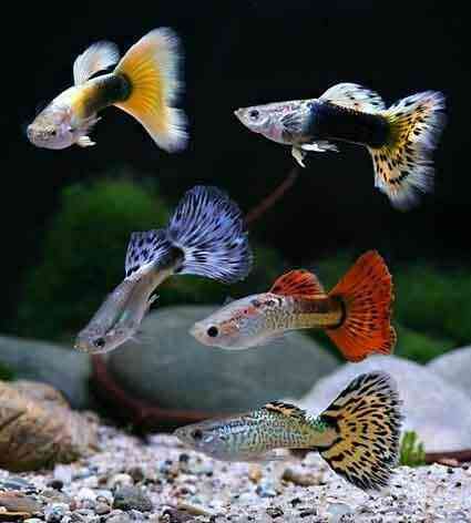 Ikan guppy. (Sumber foto: Wonderlandinblue/pinterest)