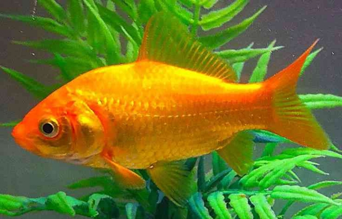 Ikan mas. (Sumber foto: Aquascaper Artist/pinterest)