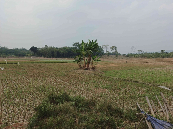 Hujan tak kunjung datang, lahan pertanian mulai mengering dan tanaman terancam kekurangan air. (Sumber foto: Jandris_Sky)