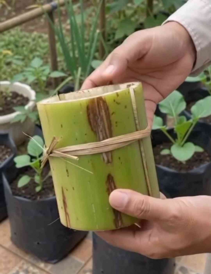 Polybag ramah lingkungan dari kulit batang pohon pisang. (Sumber foto: Jandris_Sky)