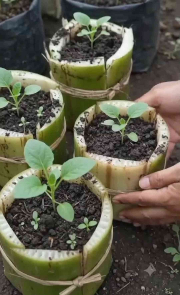 Polybag ramah lingkungan dari kulit batang pohon pisang. (Sumber foto: Jandris_Sky)