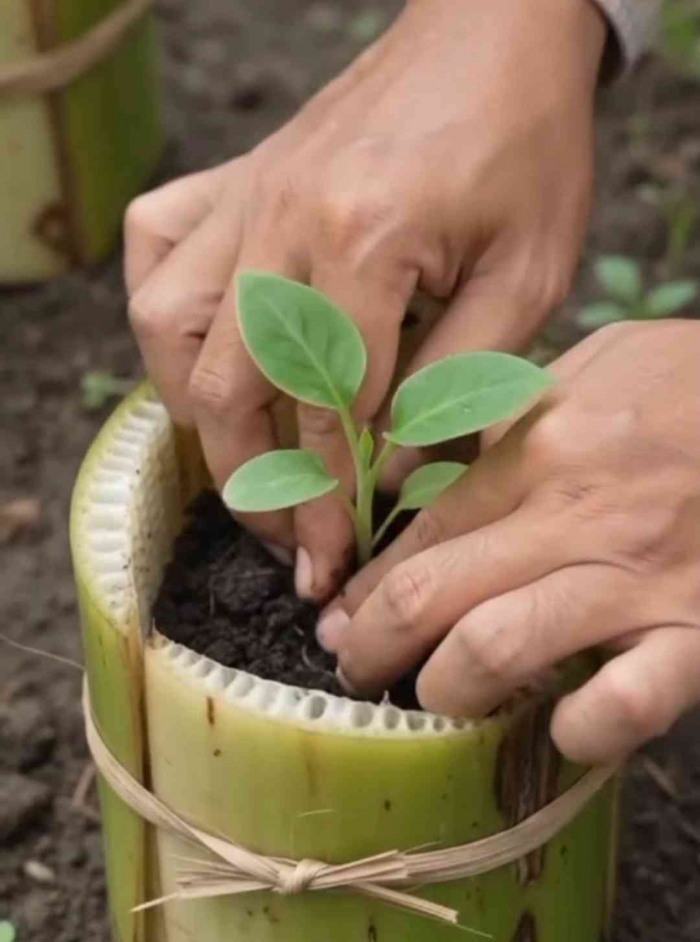 Polybag ramah lingkungan dari kulit batang pohon pisang. (Sumber foto: Jandris_Sky)