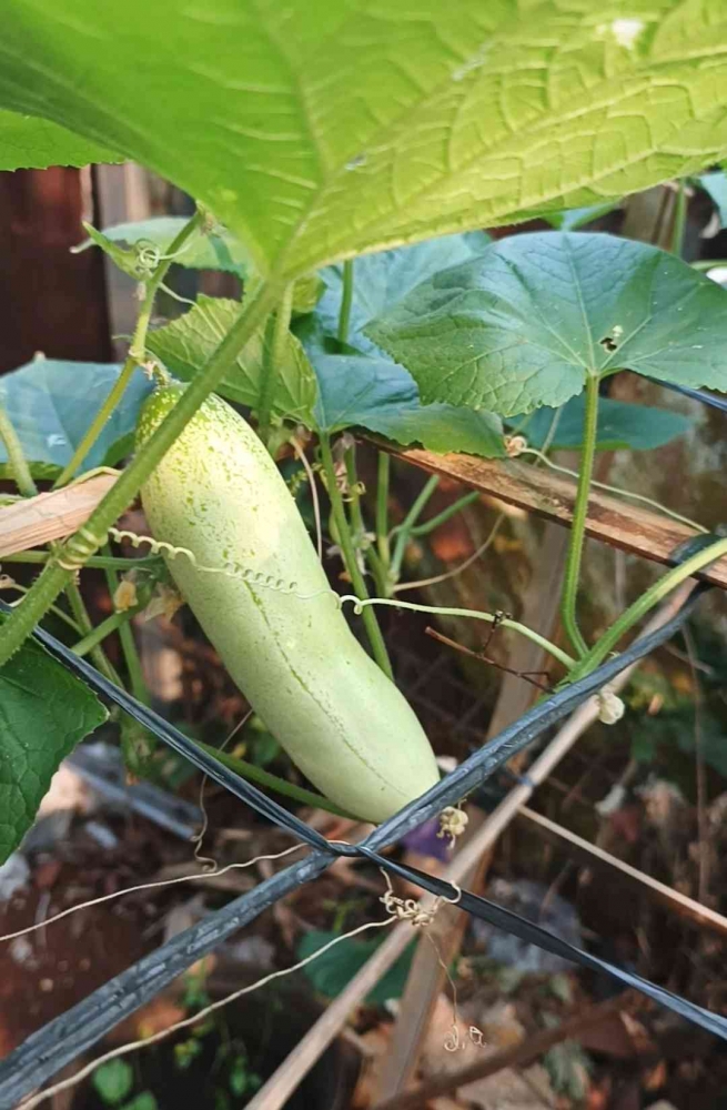 Menanam timun segar dari pekarangan sendiri. (Sumber foto: Jandris_Sky)