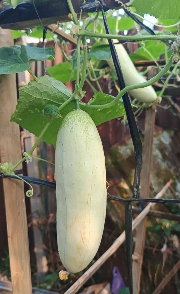 Menanam timun segar dari pekarangan sendiri. (Sumber foto: Jandris_Sky)