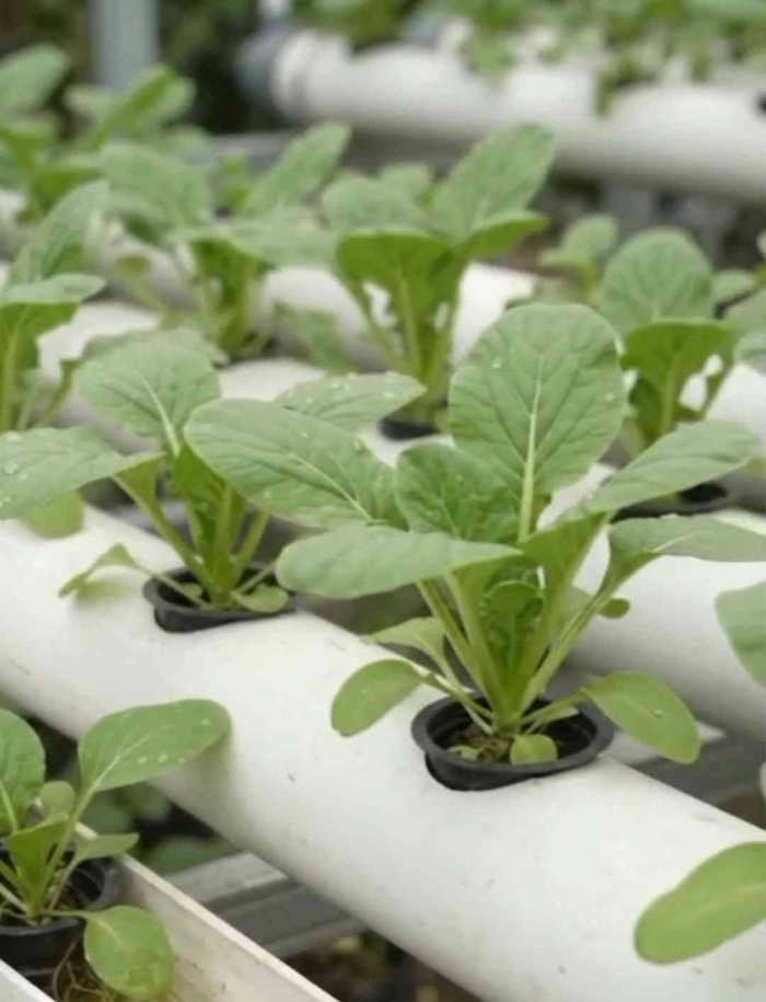 Selain menggunakan tanah, urban farming juga dapat dilakukan dengan metode hidroponik. (Sumber foto: Jandris_Sky)