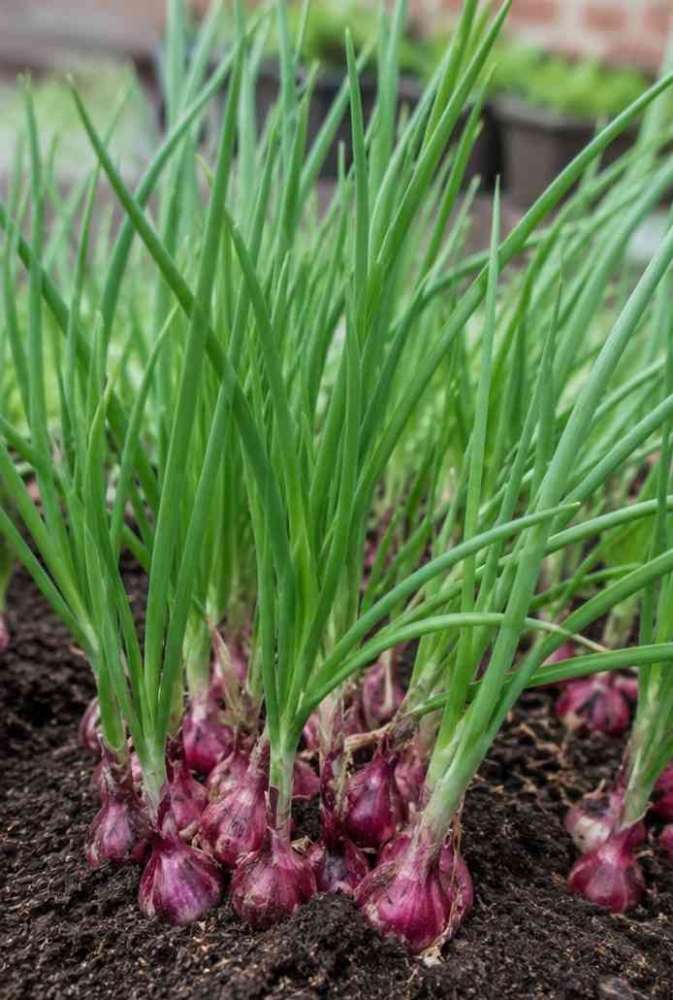 Tanaman bawang merah yang memiliki aroma yang khas. (Sumber foto: Jandris_Sky)