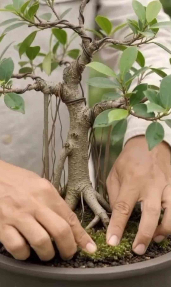 Membentuk pohon beringin menjadi bonsai. (Sumber foto: Jandris_Sky)