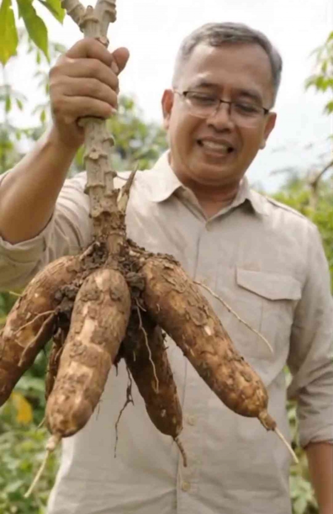 Singkong siap dipanen! Saatnya menikmati hasil dari proses panjang. (Sumber foto: Jandris_Sky)