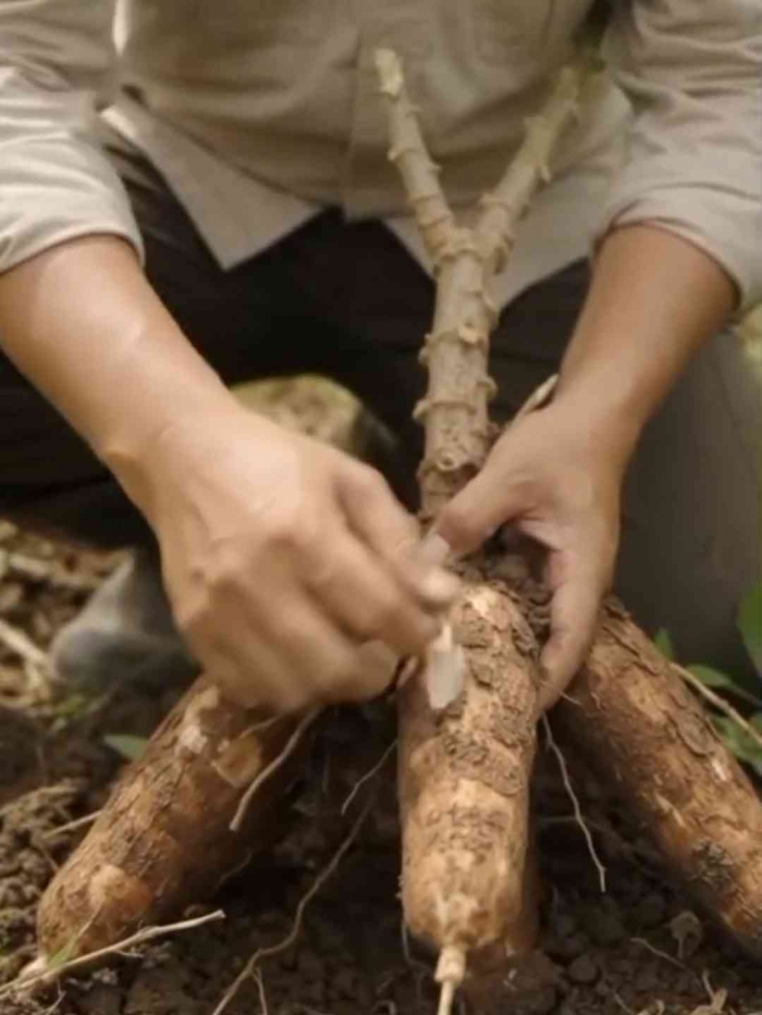 Singkong siap dipanen! Saatnya menikmati hasil dari proses panjang. (Sumber foto: Jandris_Sky)