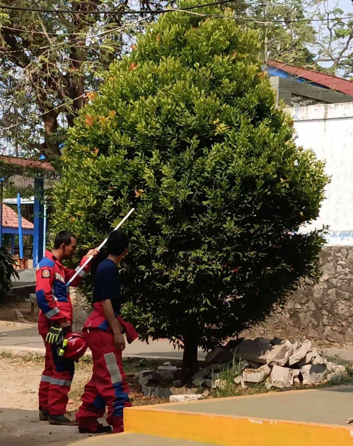 Menghadapi sarang tawon tidak boleh dilakukan secara sembarangan.(Sumber foto: Jandris_Sky)