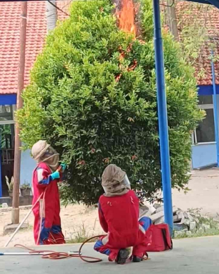 Kalau menemukan sarang tawon Vespa di sekitar rumah, jangan asal bertindak. (Sumber foto: Jandris_Sky)