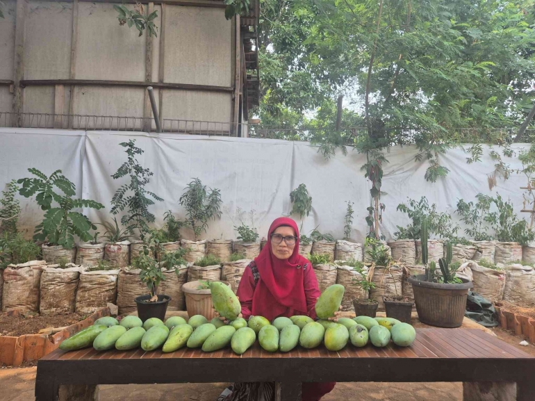 Bu betti dan panen mangga di sekolahnya/dokpri