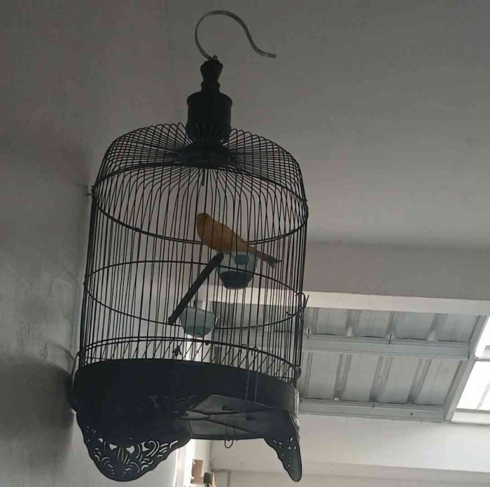 Lemon dengan tingkah lucunya yang unik. (Dpkumentasi pribadi).